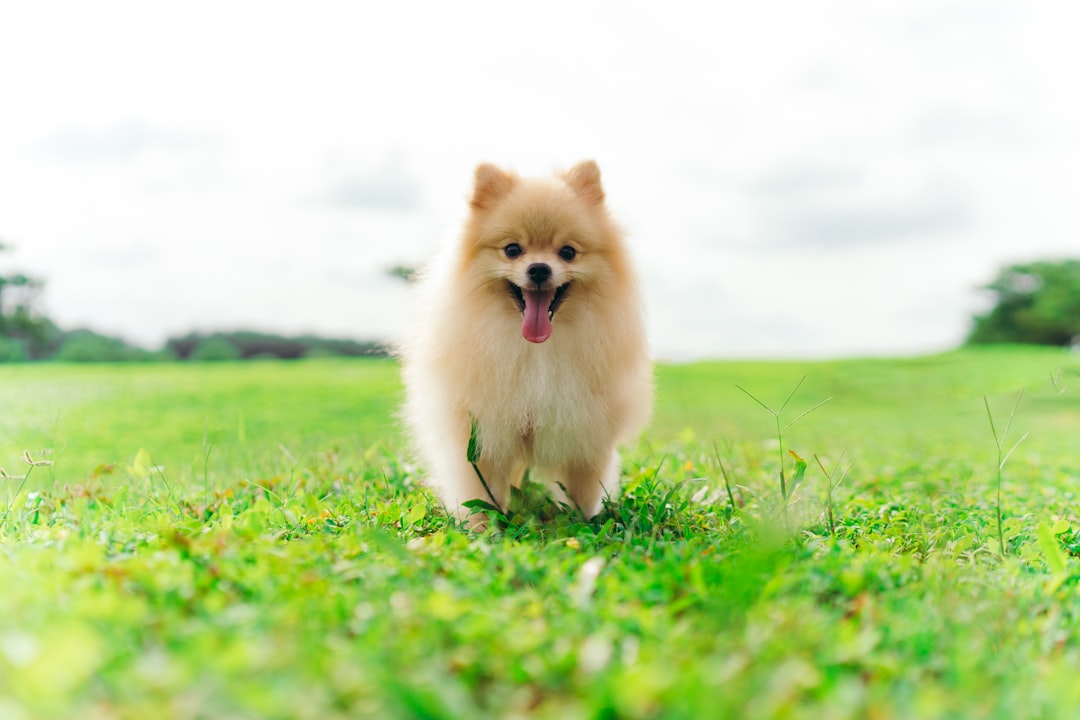 Happy Pomeranian dog showing grooming transformation results