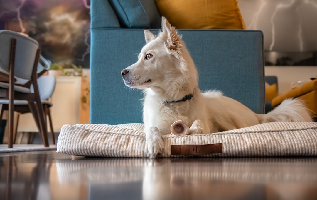 Dog relaxing on elevated bed in luxury pet hotel suite