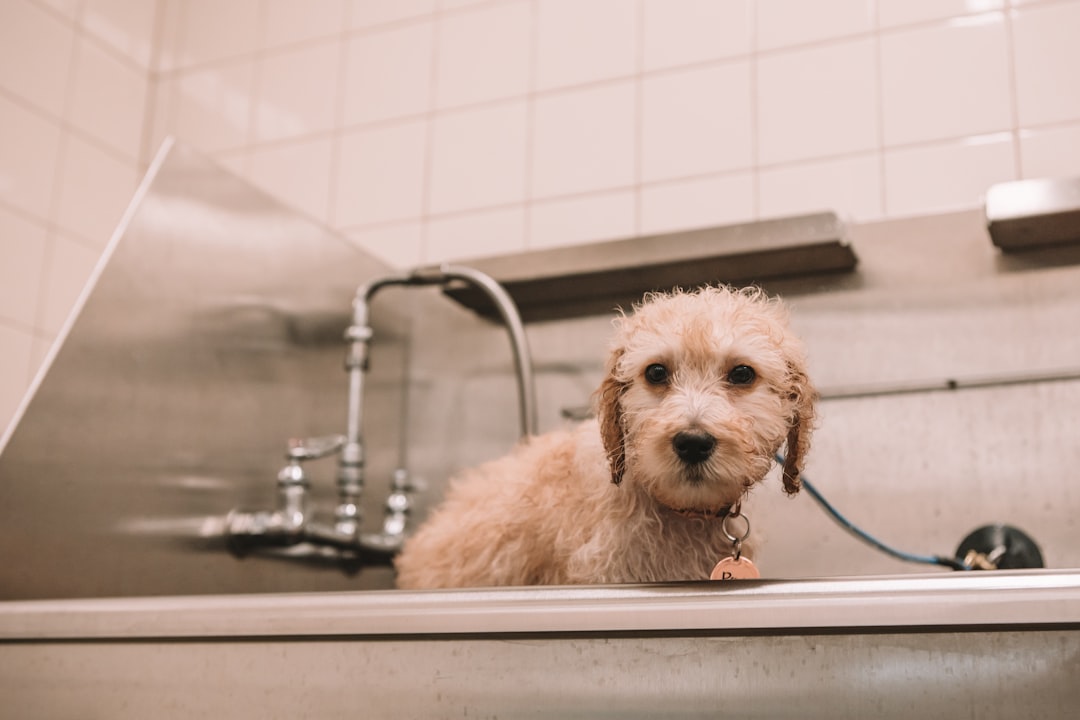 Pet bathing station with professional equipment