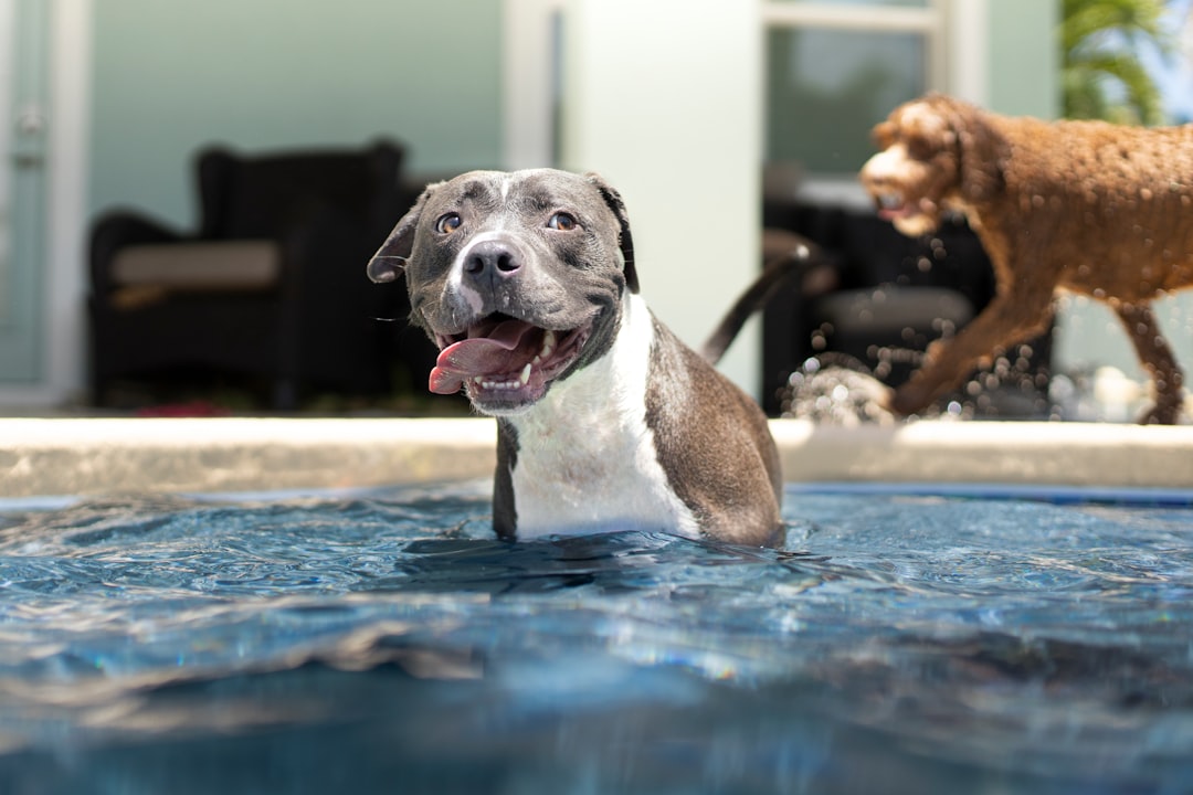 Happy dog enjoying supervised swim session in the resort pool