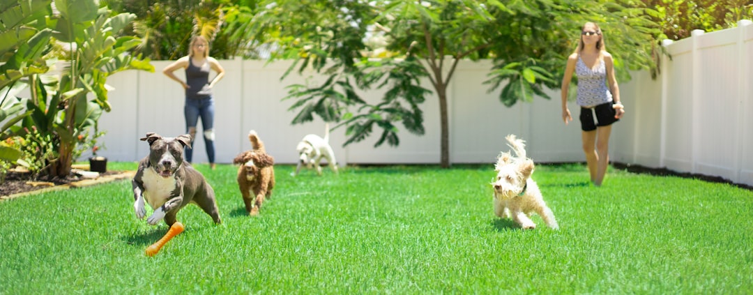 Dogs playing together in secure outdoor running yard with supervision