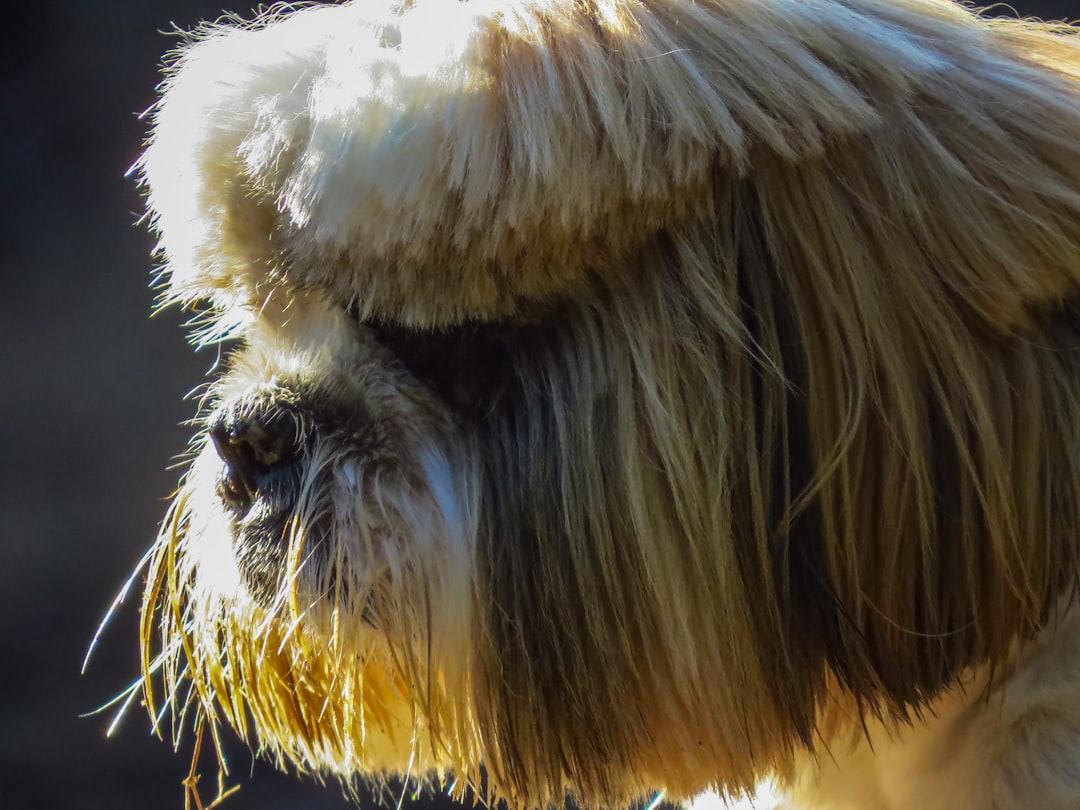 Happy Shih Tzu after professional grooming