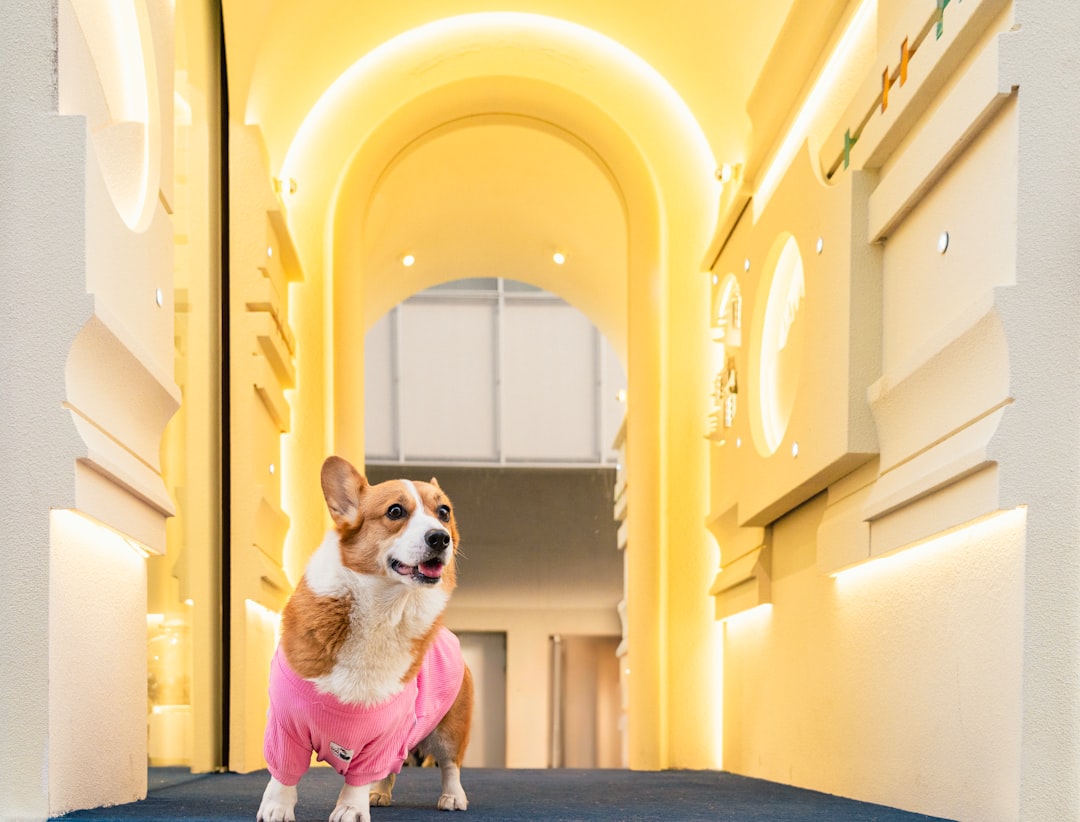 Happy pets being pampered at Barks 'nd Bound luxury pet resort