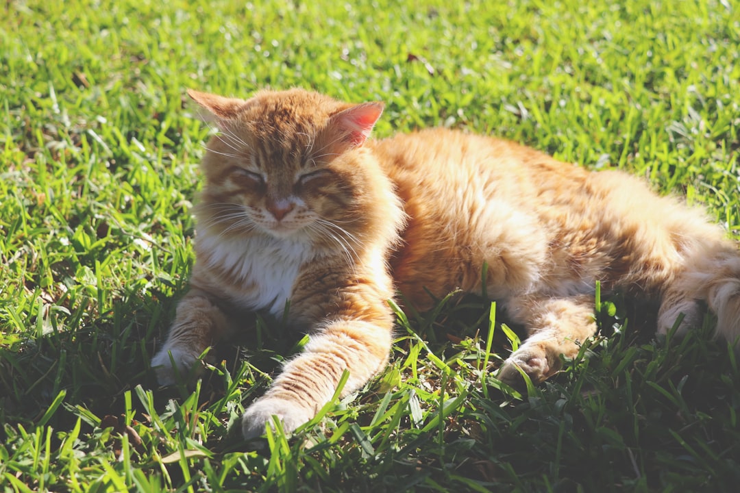 Simba the orange tabby before lion cut grooming