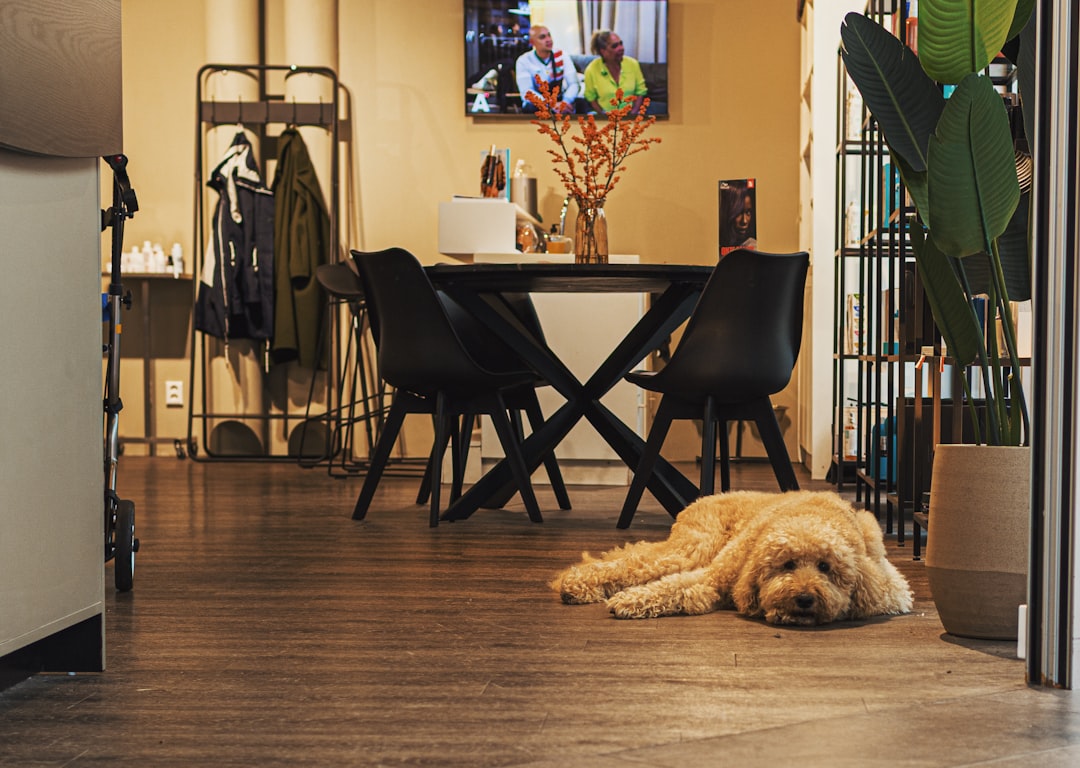 Barks 'nd Bound luxury pet hotel and resort amenities