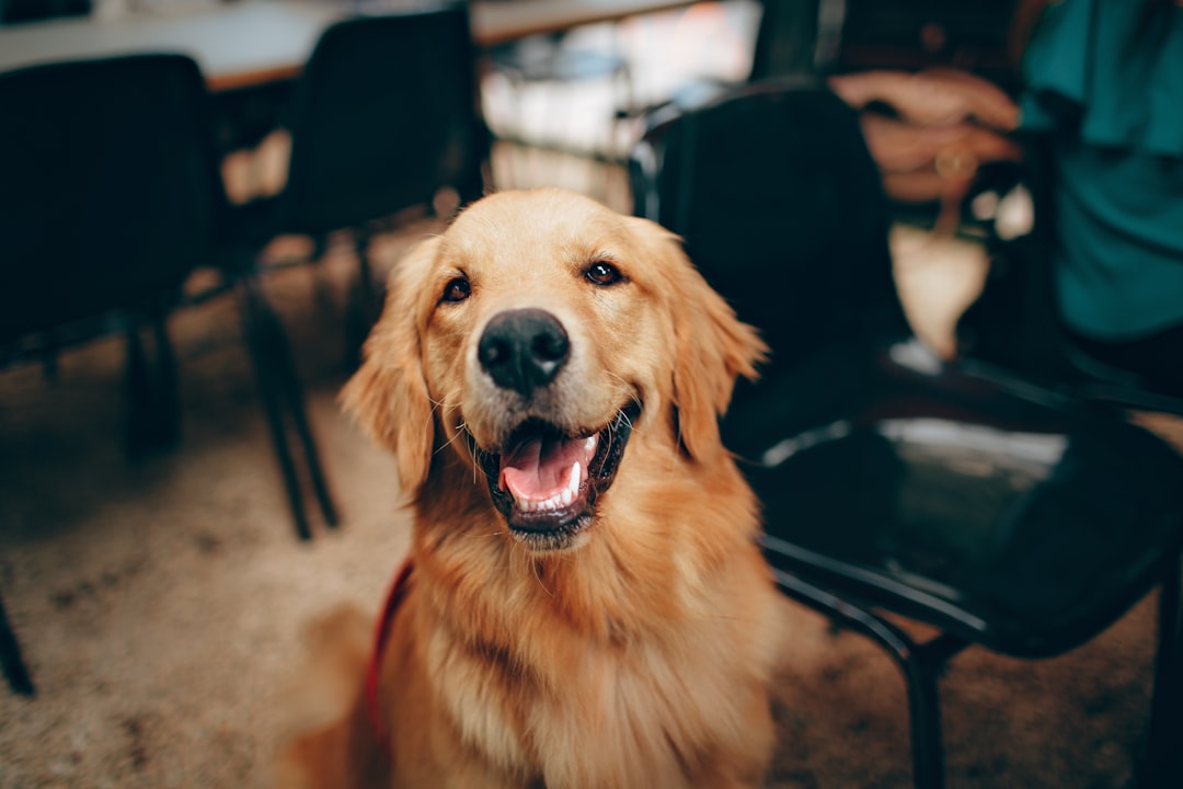 Happy dog enjoying a comfortable stay at Barks 'nd Bound pet hotel suite