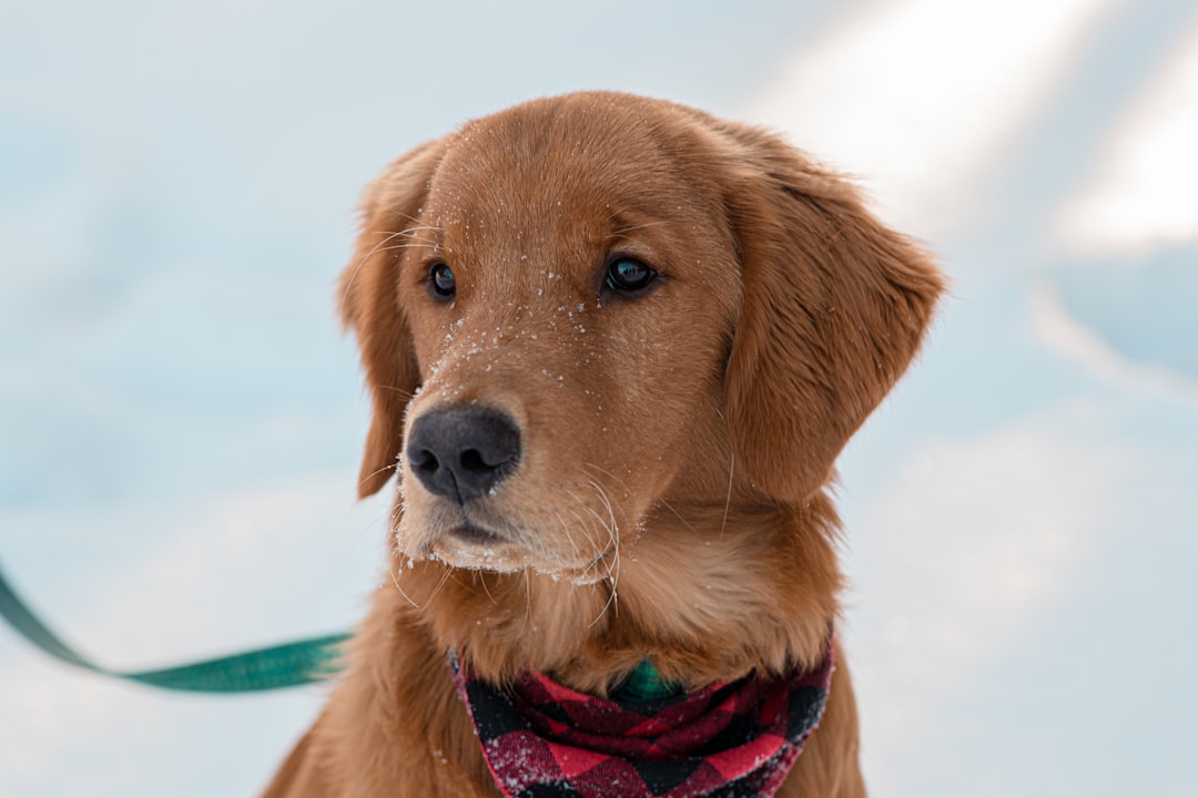 Golden Retriever before and after grooming transformation at Barks 'nd Bound