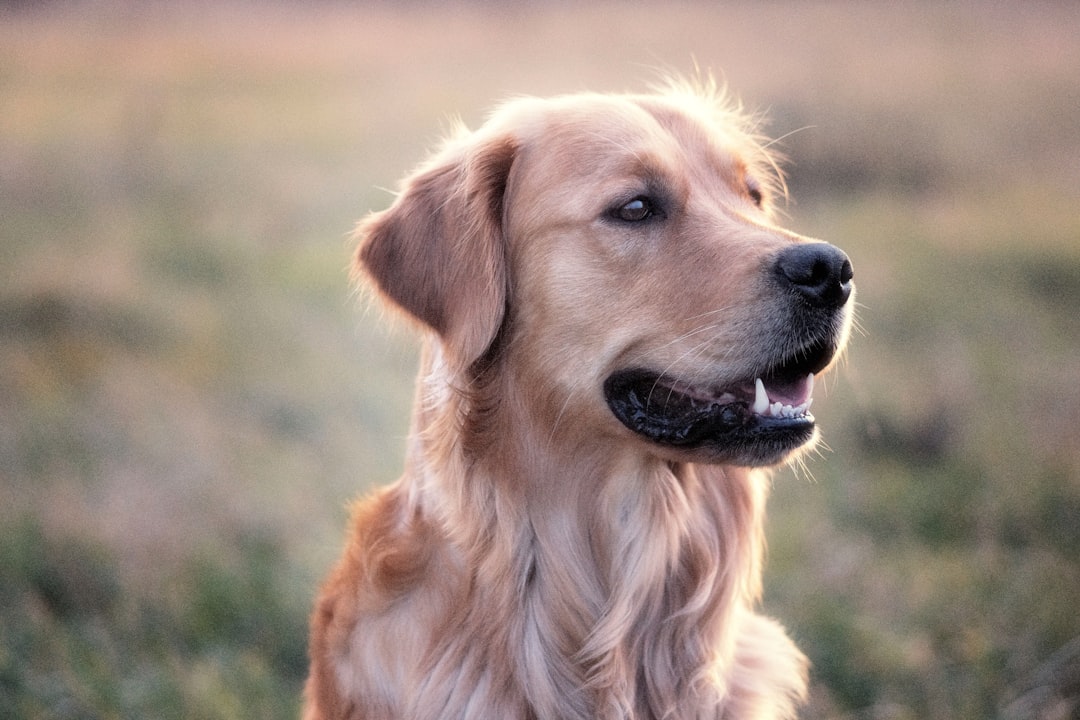 Happy Golden Retriever freshly groomed at Barks 'nd Bound salon in Serangoon