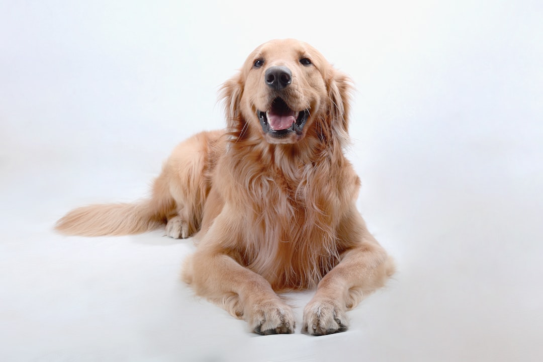 Happy pets at Barks 'nd Bound Pet Resort