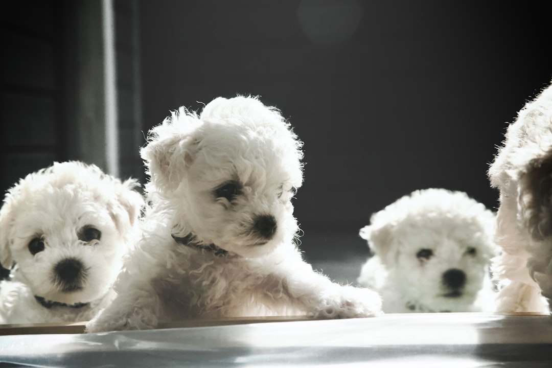 Snowball the Bichon Frise before grooming