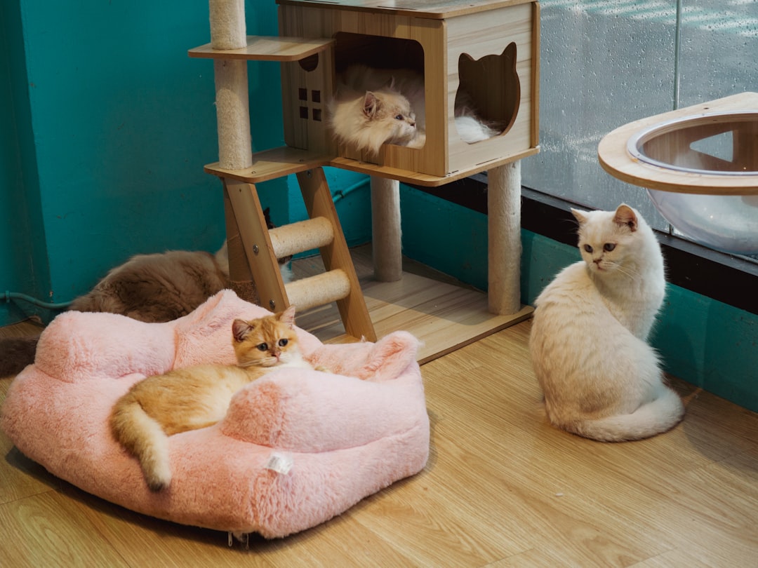 Relaxed cat in premium multi-level condo at Barks 'nd Bound cat hotel