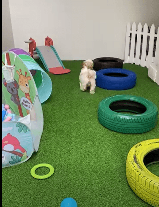 A small white Maltese dog exploring the colorful indoor play area with toys and a slide at Barks 'nd Bound
