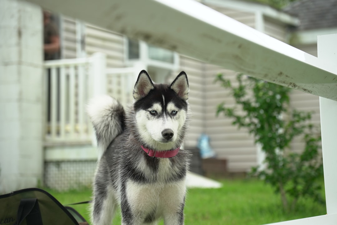 Luna the Husky before de-shedding treatment