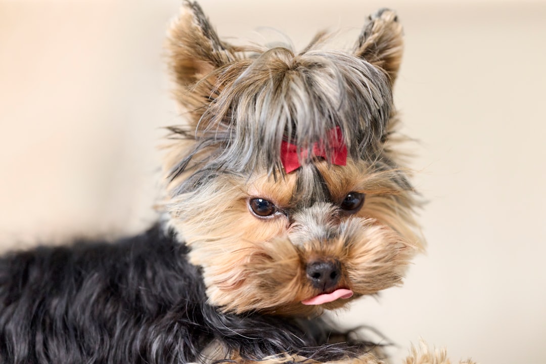 Coco the Yorkie before grooming